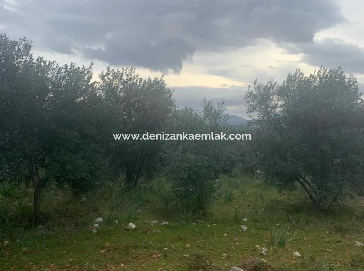 500 M² Feld Zum Verkauf In Köyceğiz Zeytinalani