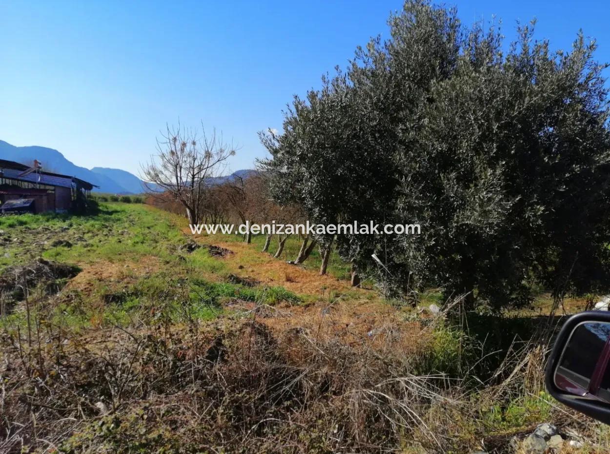 Ortaca Fevziye Mah For Sale 4300M² Single Title Deed Field