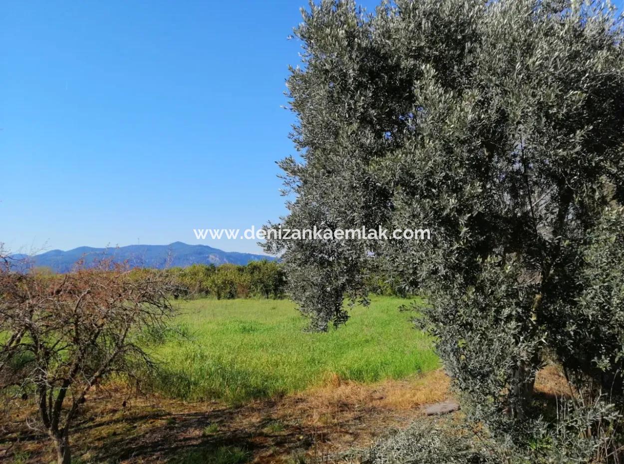 Ortaca Fevziye Mah For Sale 4300M² Single Title Deed Field