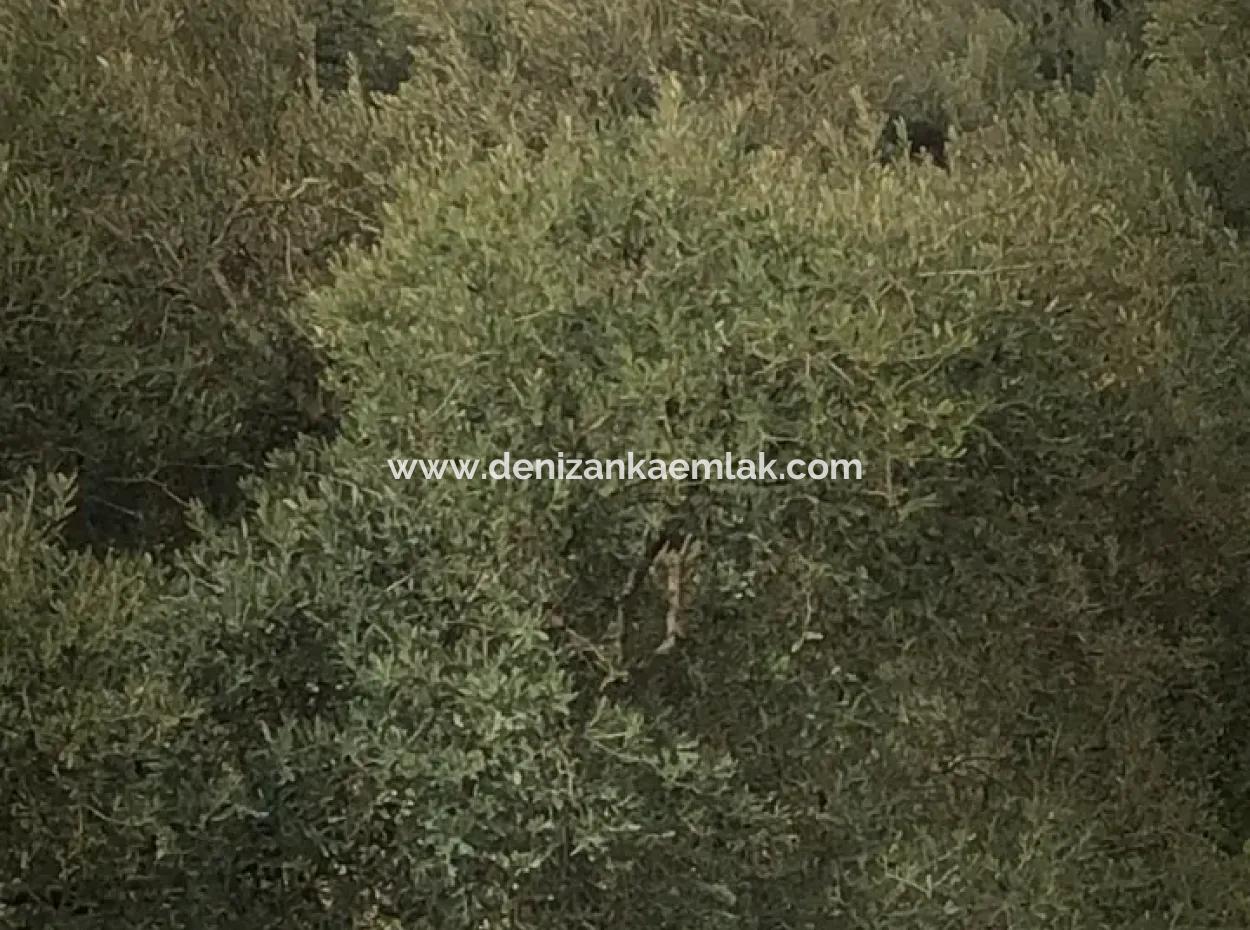 Single Title Deed For Sale In Köyceğiz Zeytinalani Area 2000 M² Field With Lake View