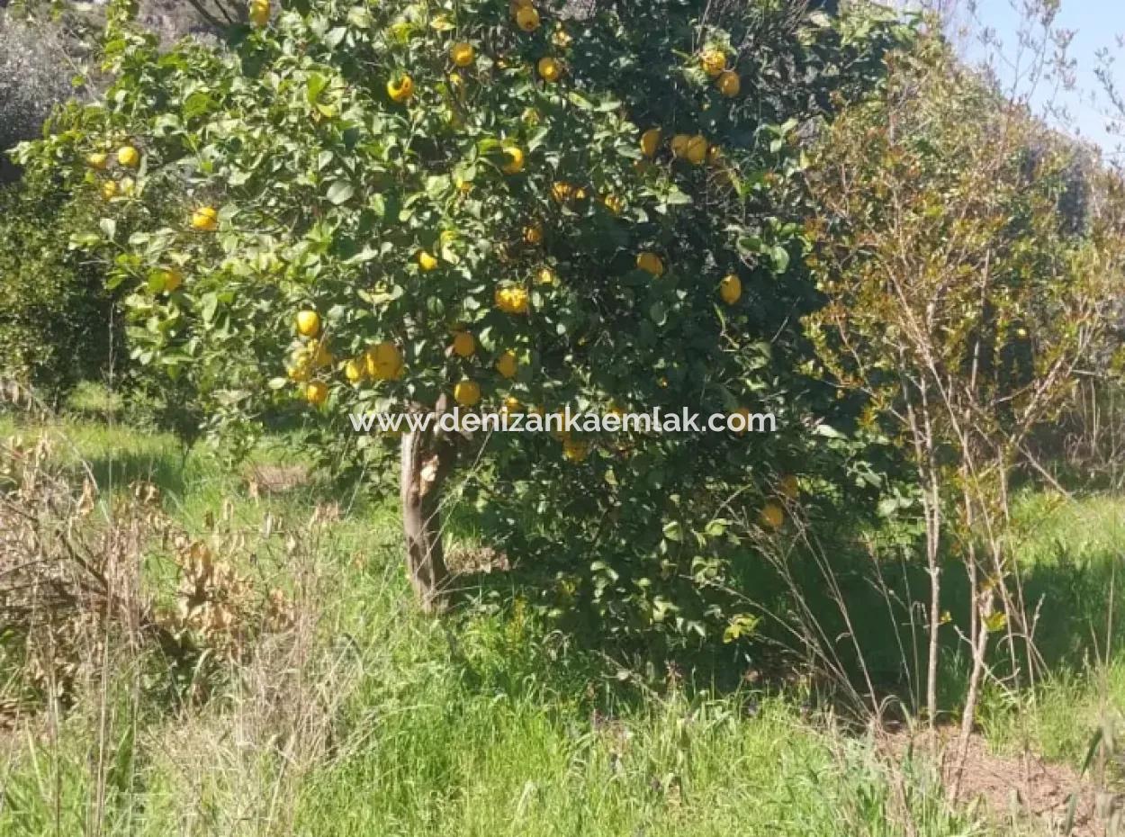 Ortaca Mergenli Mah. 500 M² Shared Land For Sale