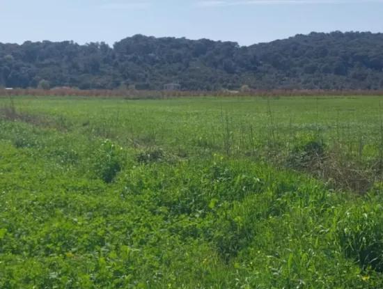 Guzelyurt Mah. 11 Acres Of Single Title Deed Land For Sale