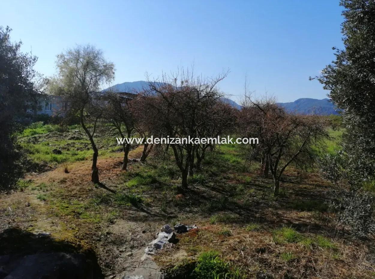 Ortaca Fevziye Mah Satılık 4300M² Tek Tapu Tarla