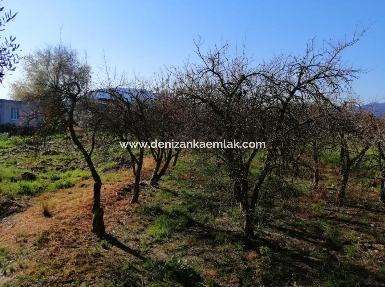 Ortaca Fevziye Mah Satılık 4300M² Tek Tapu Tarla