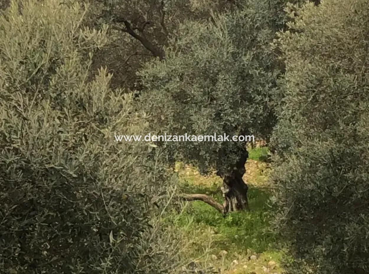 Köyceğiz Zeytinalani Mevkiinde Satılık Tek Tapu 2000 M² Göl Manzaralı Tarla