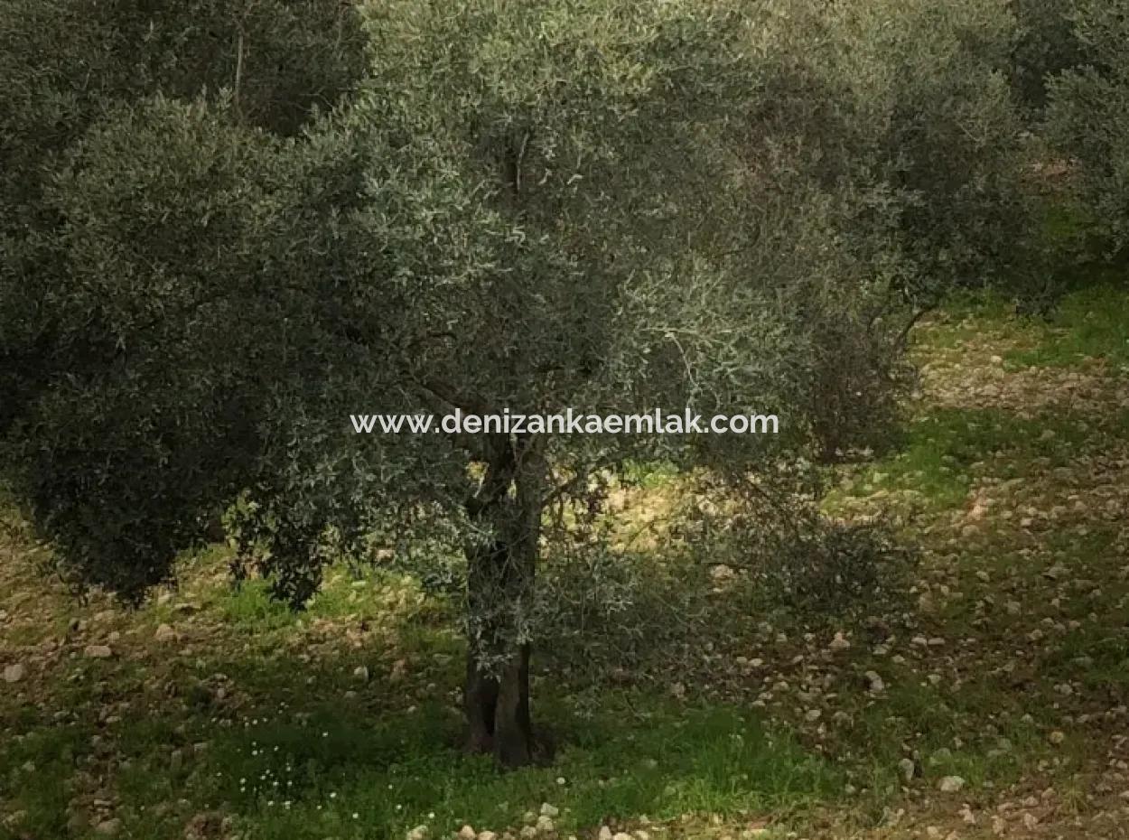 Köyceğiz Zeytinalani Mevkiinde Satılık Tek Tapu 2000 M² Göl Manzaralı Tarla