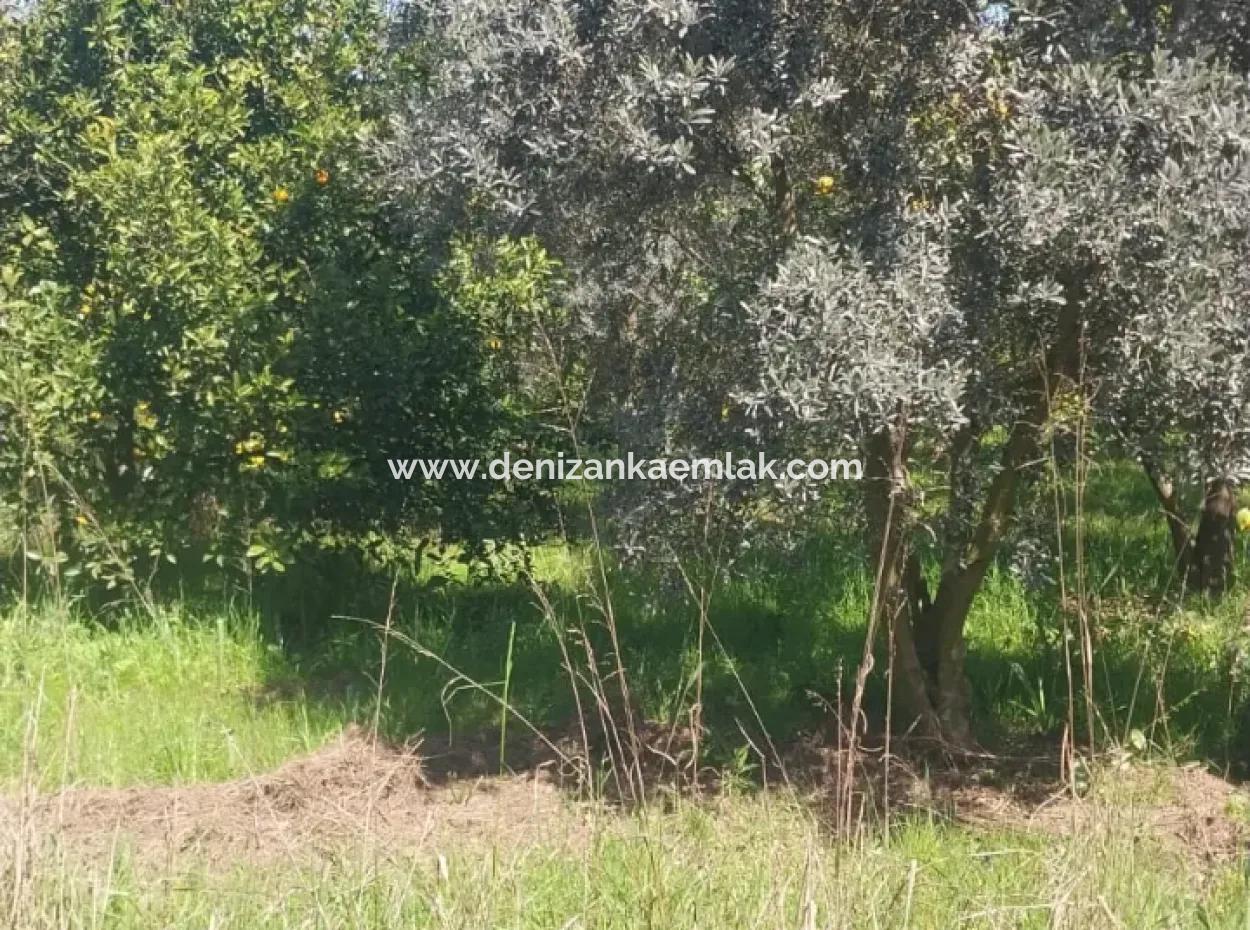 Ortaca Mergenli Mah.satılık  500 M² Hisseli Tarla