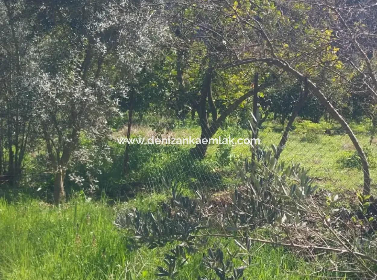 Ortaca Mergenli Mah.satılık  500 M² Hisseli Tarla