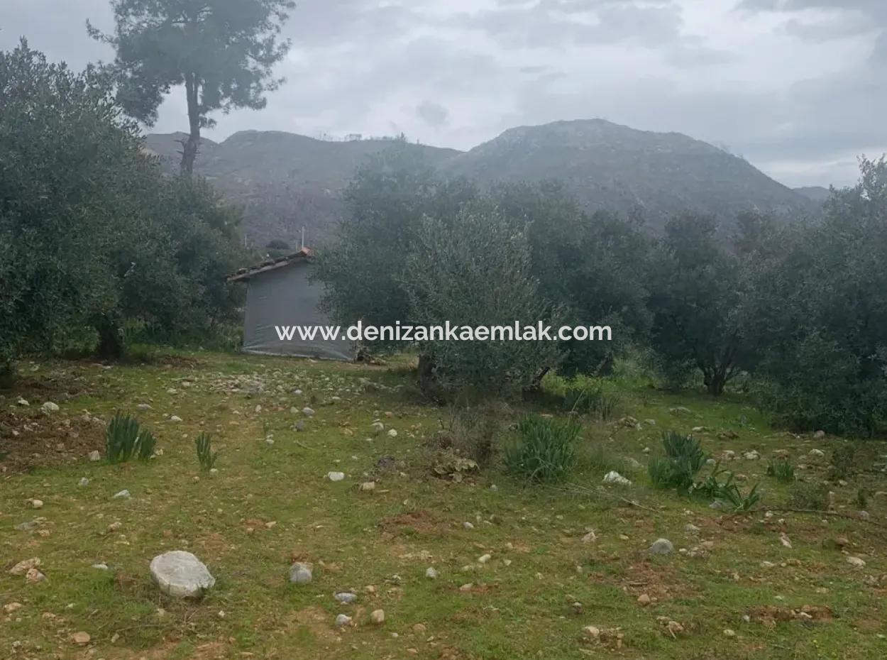 Köyceğiz Zeytinalani Mevkiinde Satılık 500 M² Tarla