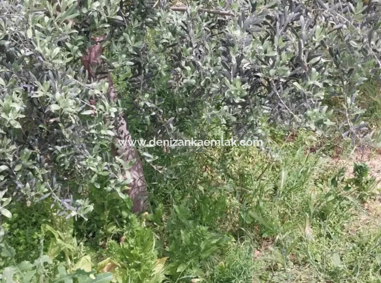 Ortaca Cumhuriyet Mah Kiralık 2+1 Daire