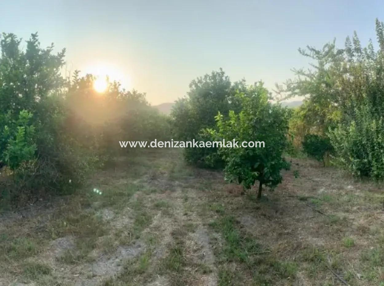 Ortaca Karadonlar Mevkiinde  Satılık 5000M²  Limon Bahçesi İçinde 2+1 Müstakil Dubleks