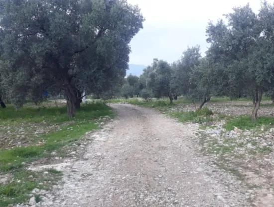 Köyceğiz Zeytinalani Mevkiinde Satılık Tek Tapu 2000 M² Göl Manzaralı Tarla