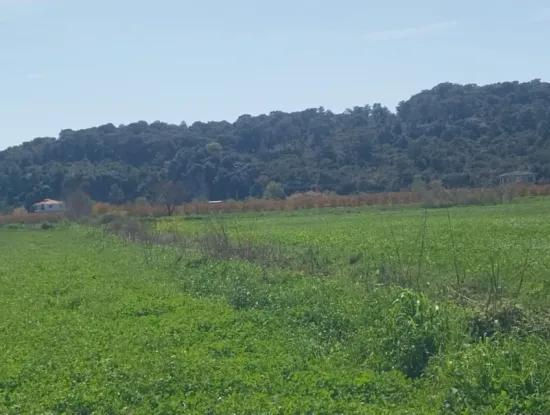 Ortaca  Güzelyurt Mah.satılık 6335M² Satılık Tarla