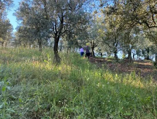 Dalaman Kayadibi Mah Satılık 1789M² Tek Tapu Tarla